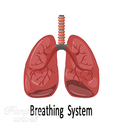 Breathing System